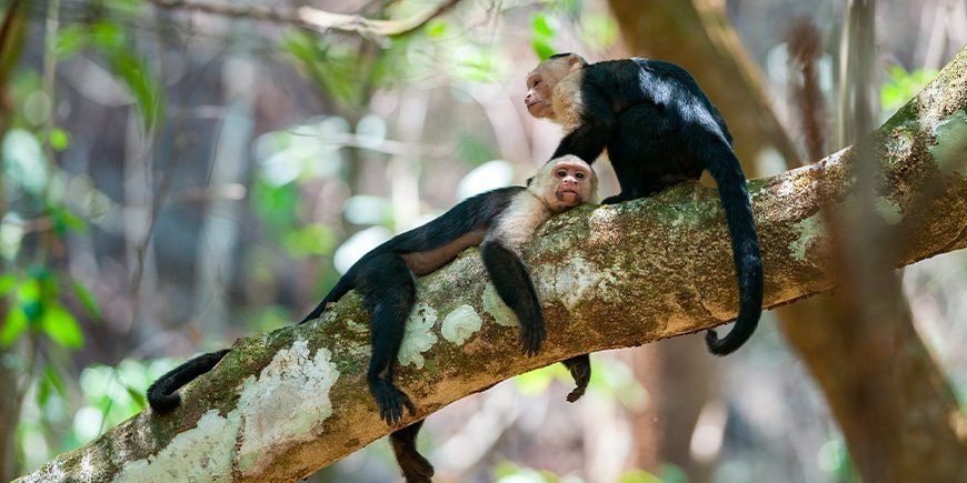 Capuchin monkeys in Corcovado in Costa Rica
