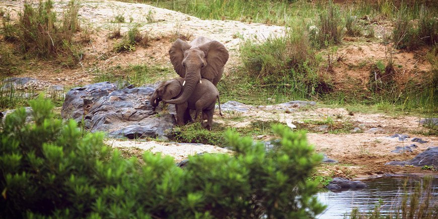 Two elephants stand by a waterhole in the dry season in Kruger National Park