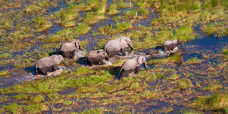 Elephants in the Okavango Delta in Botswana