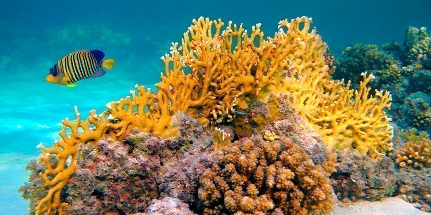 Yellow fish and underwater coral reefs in Zanzibar