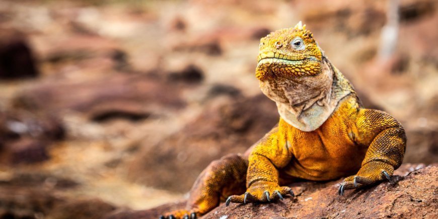 Land iguana on the Galapao Islands