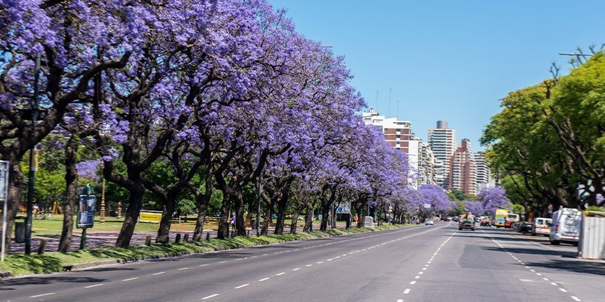 Jacaranda trees in bloom in Buenos Aires, Argentina