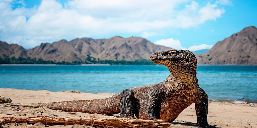 Komodo dragon on the Komodo Islands in Indonesia