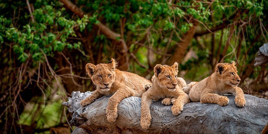 Lion cubs in Kruger National Park