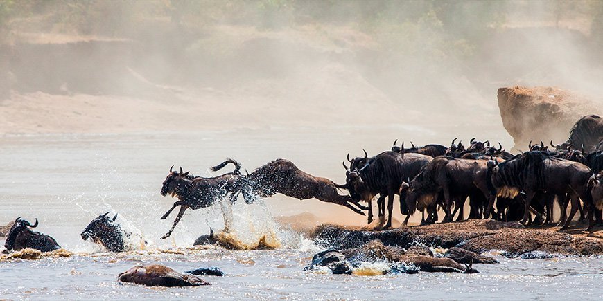 Wildebeest jumping for their lives at the Mara River in Masai Mara