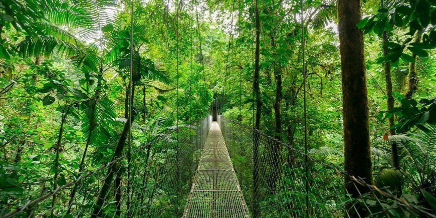 Suspension bridge in the treetops of Monteverde in Costa Rica
