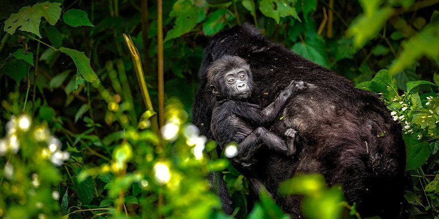 Mountain gorilla with baby in Bwindi, Uganda