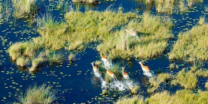 Antelopes in the Okavango Delta