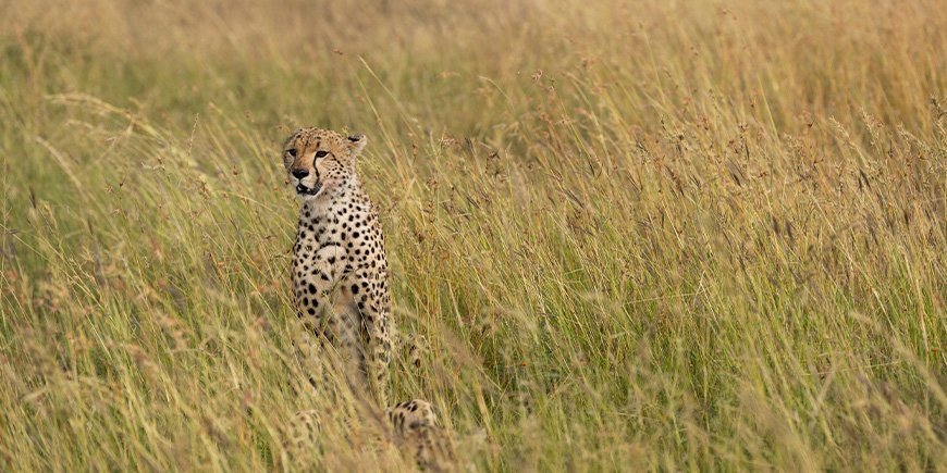 Cheetah on the savannah in Serengeti National Park, Tanzania