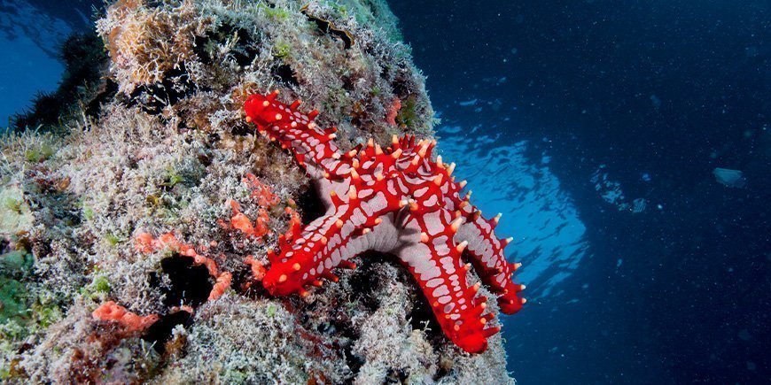 Starfish underwater at Zanzibar