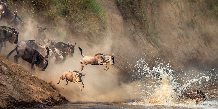 Wildebeest jumping over the Mara River in Kenya