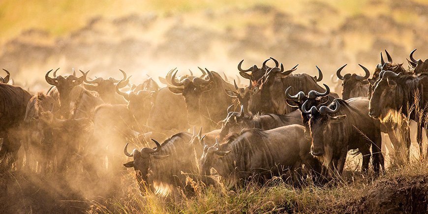 Wildebeest migration on the Mara River in Kenya