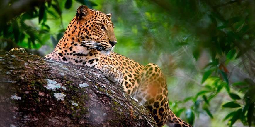 Leopard hiding in the wilderness of Yala National Park in Sri Lanka