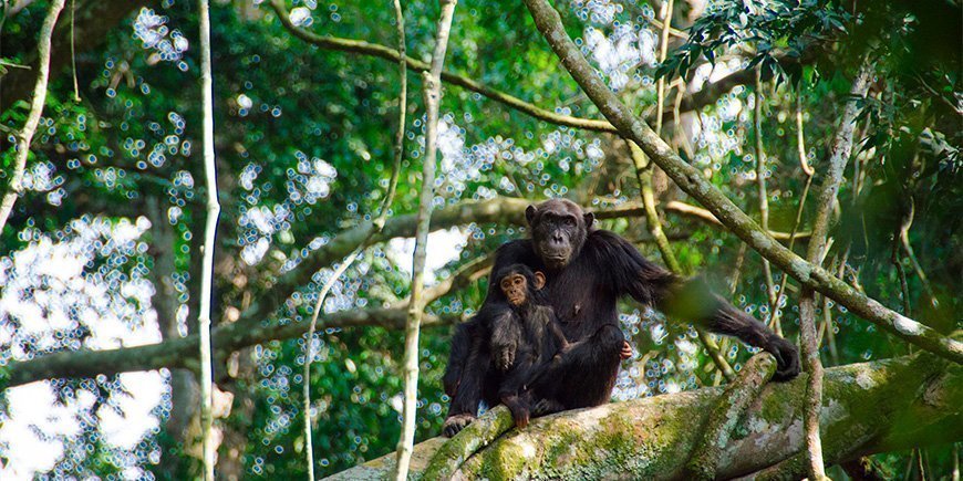 Chimpanzees in Kyambura Gorge in Uganda