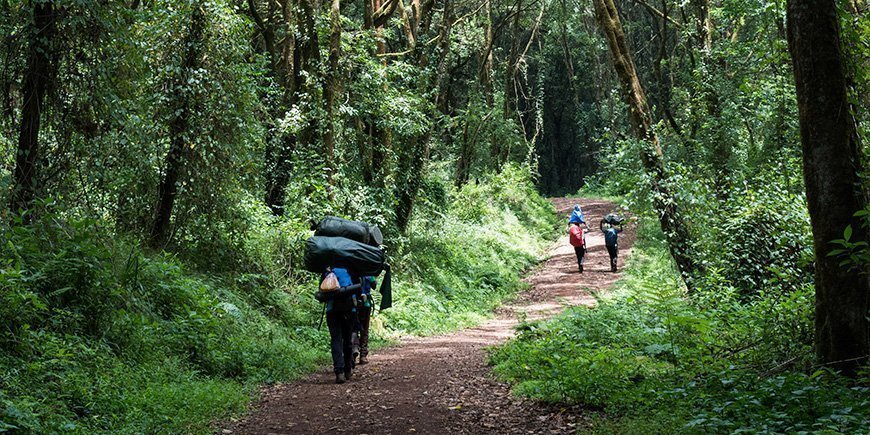 Porter walking in the rainforest on the way to Kilimanjaro