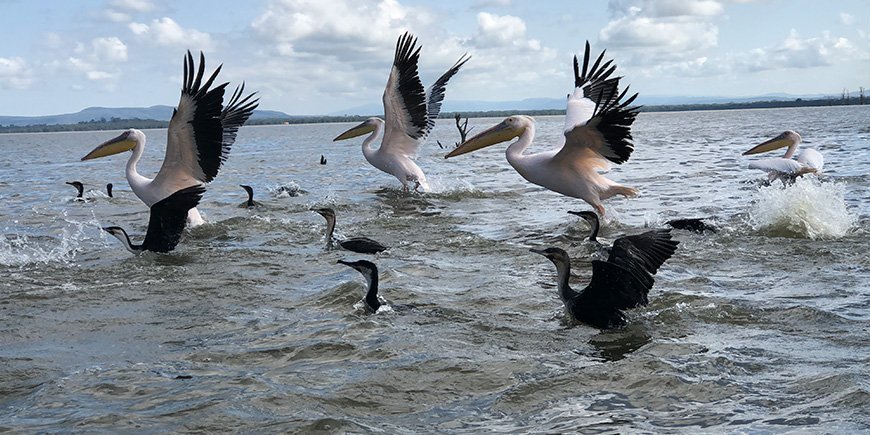 Pelicans in the water of Lake Naivasha