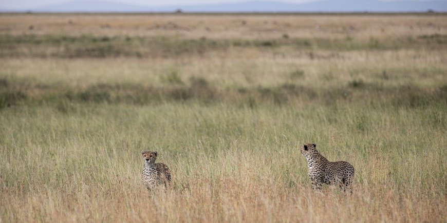 Cheetahs on the savannah in Serengeti