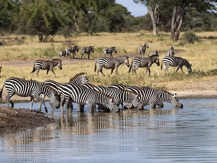 Safari in Tarangire & Ngorongoro and beach holiday in Zanzibar