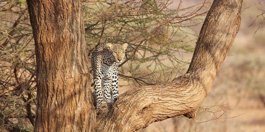 Leopard in a tree in Samburo National Reserve in Kenya