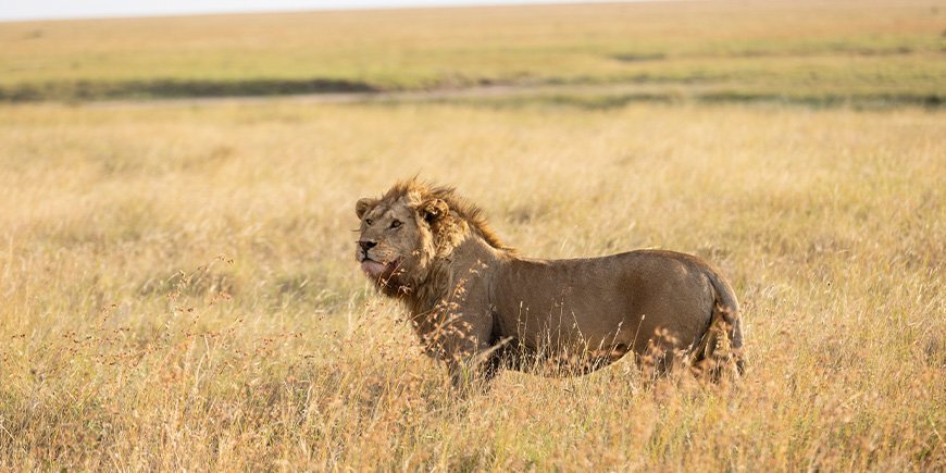 Lion looking into the horizon on the Serengeti plains in Tanzania