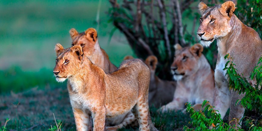 Lions in green surroundings in Masai Mara, Kenya.
