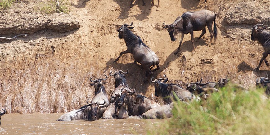 wildebeest trying to cross the Mara River in Kenya