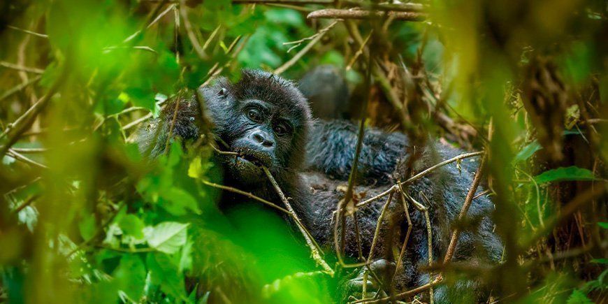 Portrait of a mountain gorilla in Bwindi, Uganda