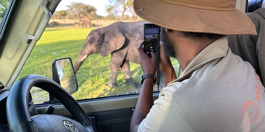 Man in TourCompass shirt takes photo of elephant in Tanzania