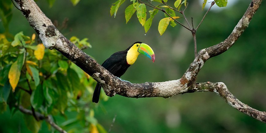 Toucan in the treetops of Costa Rica.
