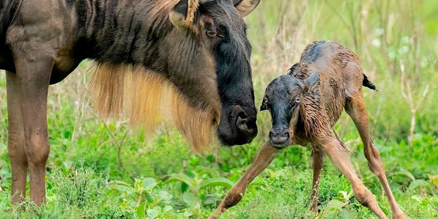 Wildebeest and newborn calf in Serengeti, Tanzania