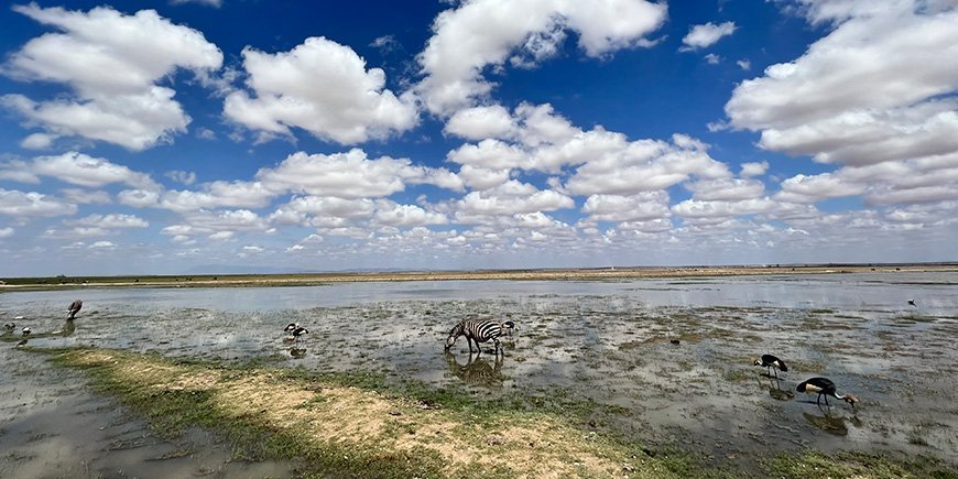 Zebras standing in the water in a wildlife reserve in Kenya