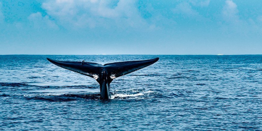 Blue whale near Mirissa in Sri Lanka