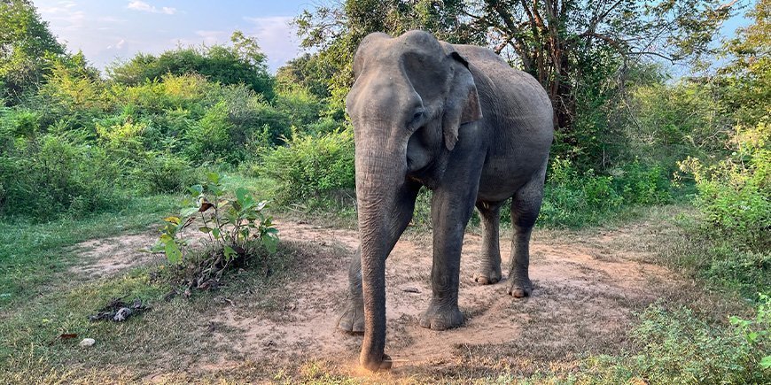 Elephant in Udawalawe National Park in Sri Lanka