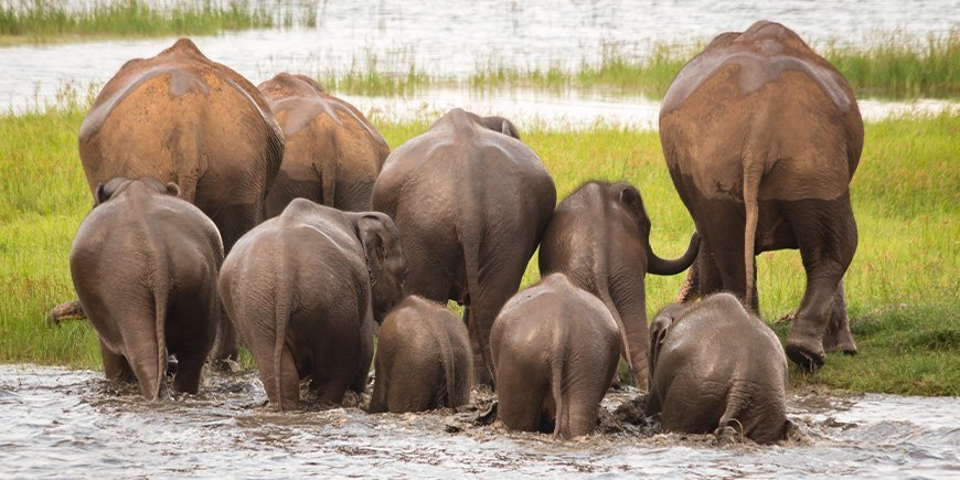 Group of elephants in Minneriya National Park in Sri Lanka