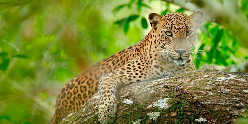 A leopard peering through the bushes in Yala National Park in Sri Lanka