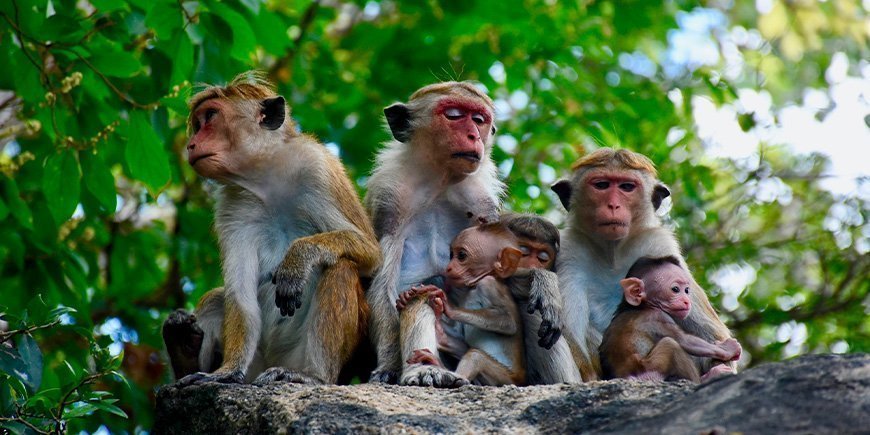 Macaque monkeys in Sri Lanka