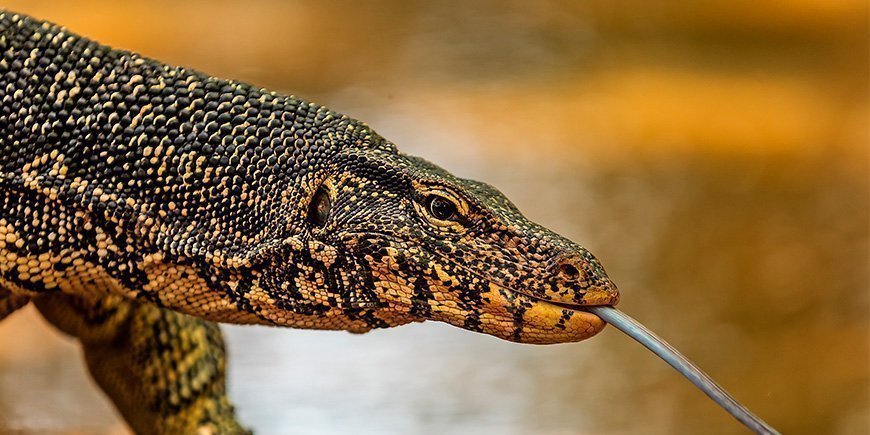 Varan in Sri Lanka