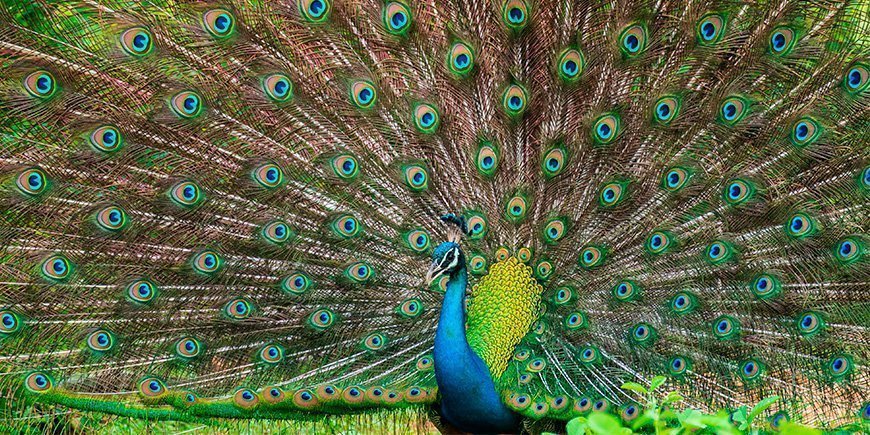 Peacock showing off its plumage.
