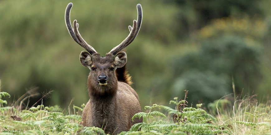 Sambar deer on the Horton plains in Sri Lanka