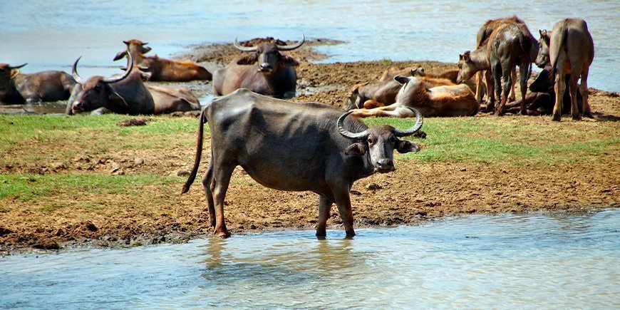 A group of water buffalo in Sri Lanka