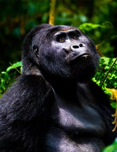 Safari in Kenya & Gorilla Tracking in Uganda