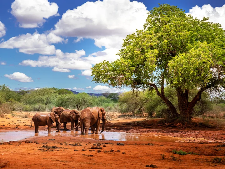 Beach holiday in Malindi & safari in Tsavo East National Park