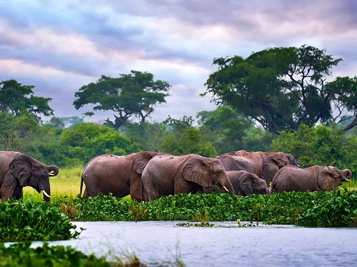Highlights of Uganda