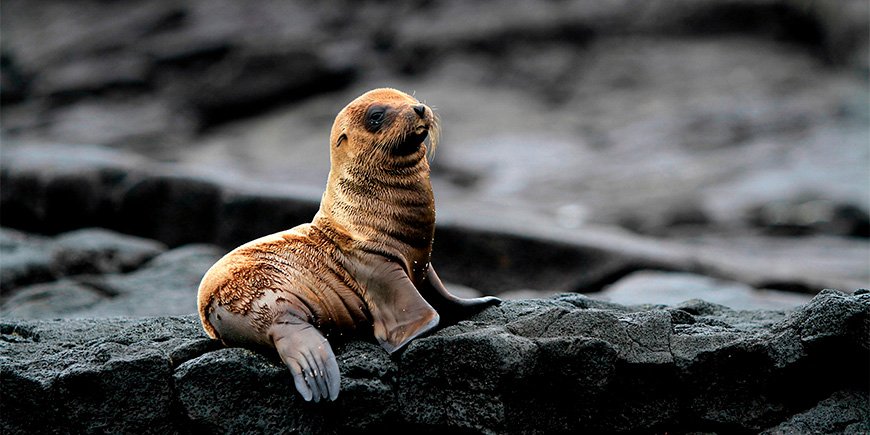Sea lion pup in the Galapagos Islands: