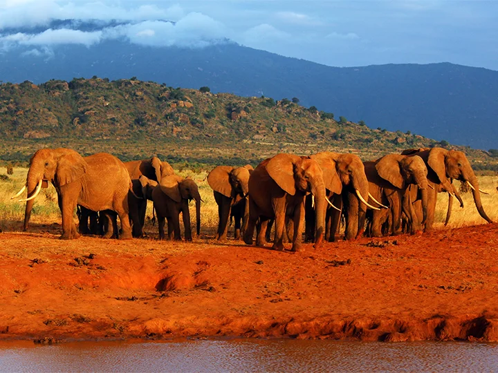 Nairobi, Tsavo National Park & beach holiday by Mombasa