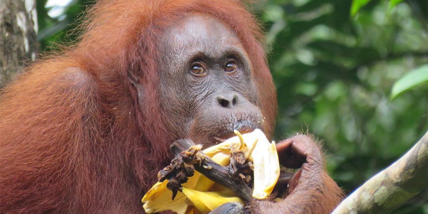 Orangutan in Semenggoh Wildlife Centre