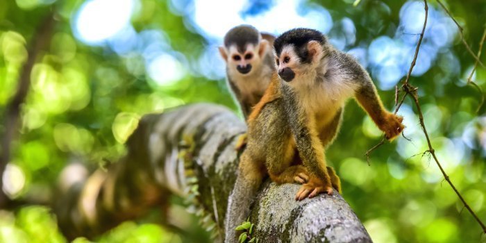 Apes in Manuel Antonio National Park. 