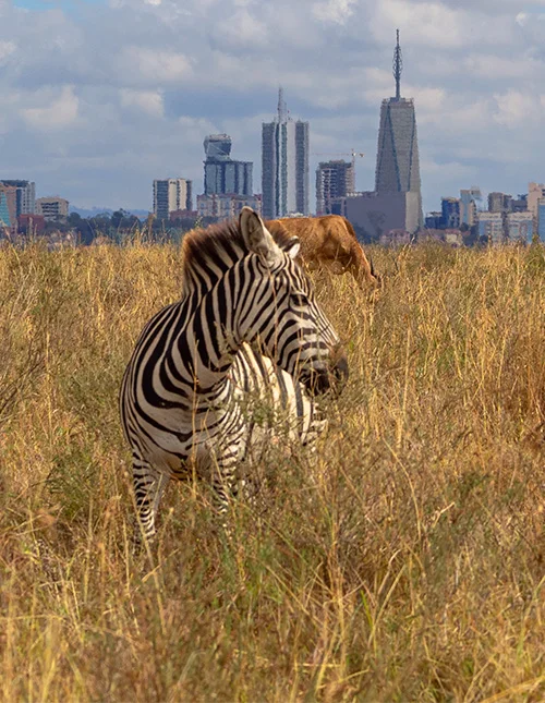 Nairobi, Tsavo National Park & beach holiday by Mombasa