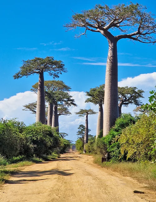 The best of Madagascar