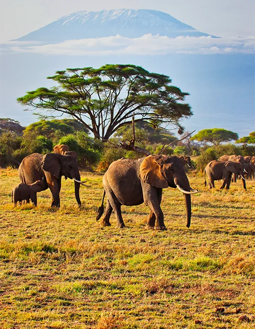 Kenya & Madagascar